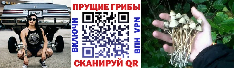 где можно купить Зерноград Галлюциногенные грибы Cubensis